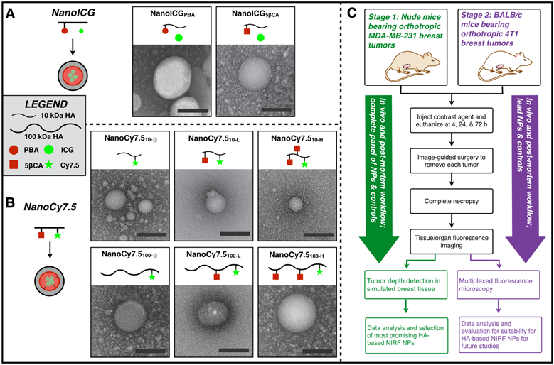 Theranostics Image