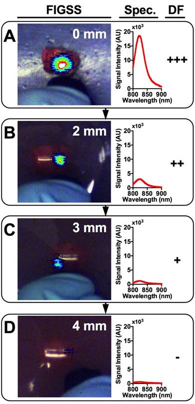 Theranostics Image