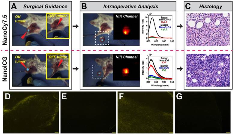 Theranostics Image