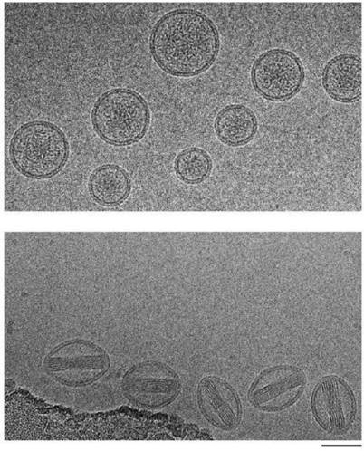 Theranostics Image