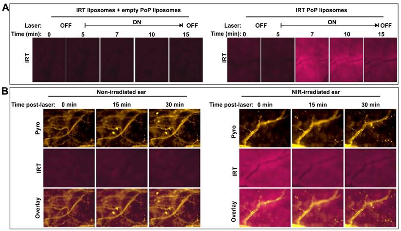 Theranostics Image