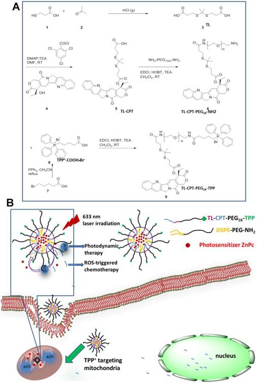 Theranostics Image