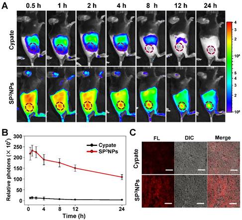 Theranostics Image