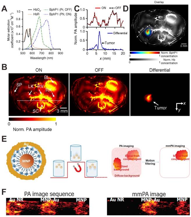 Theranostics Image