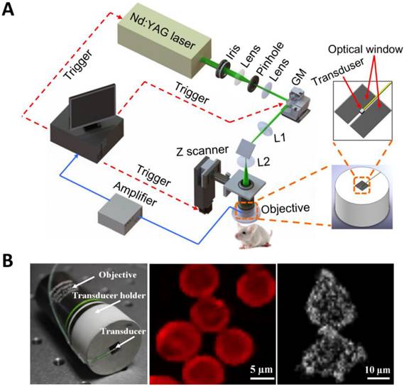 Theranostics Image