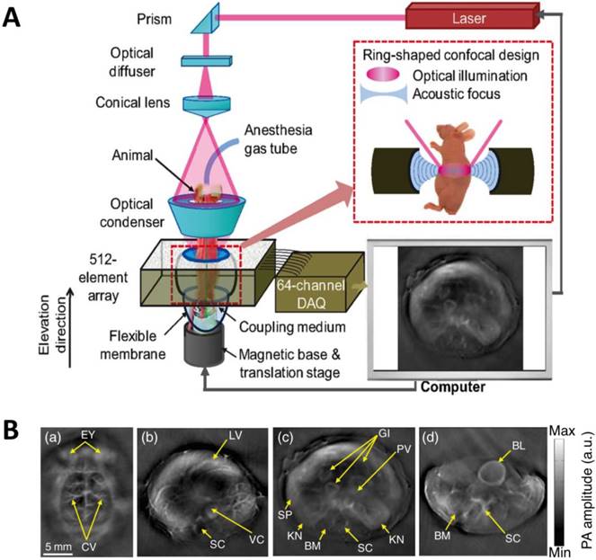 Theranostics Image