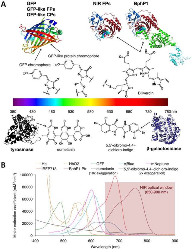 Theranostics Image