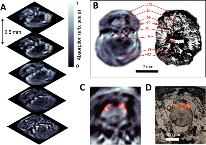 Theranostics Image