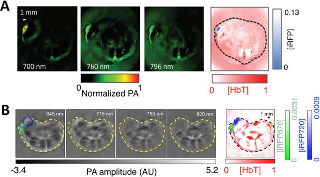 Theranostics Image