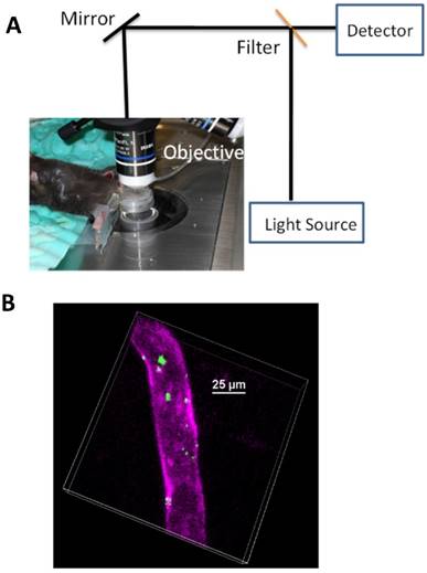 Theranostics Image