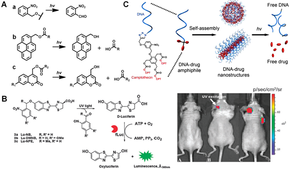 Theranostics Image