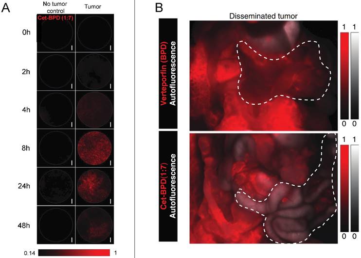 Theranostics Image