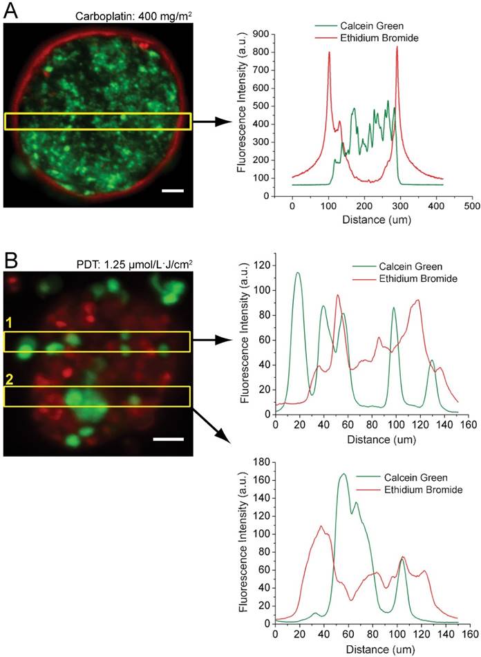 Theranostics Image