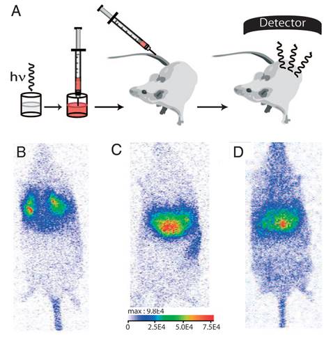 Theranostics Image