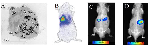 Theranostics Image