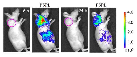 Theranostics Image