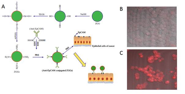 Theranostics Image