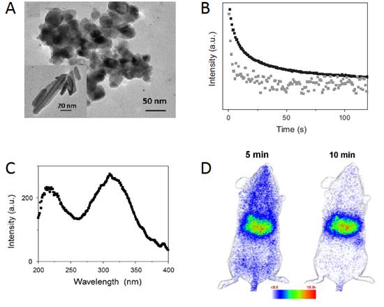 Theranostics Image