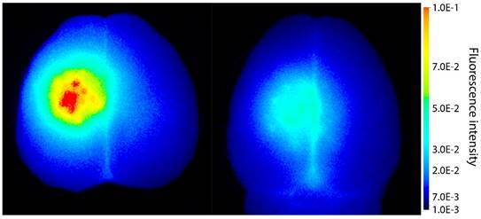 Theranostics Image