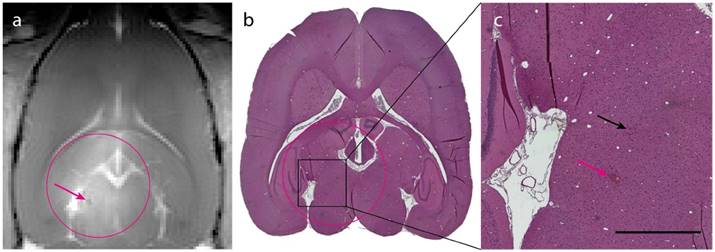 Theranostics Image