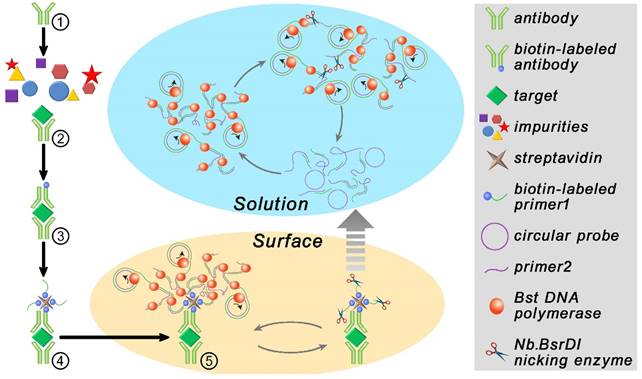 Theranostics Image