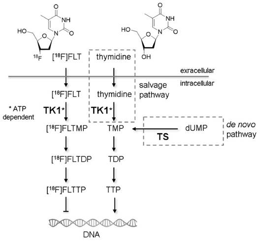 Theranostics Image