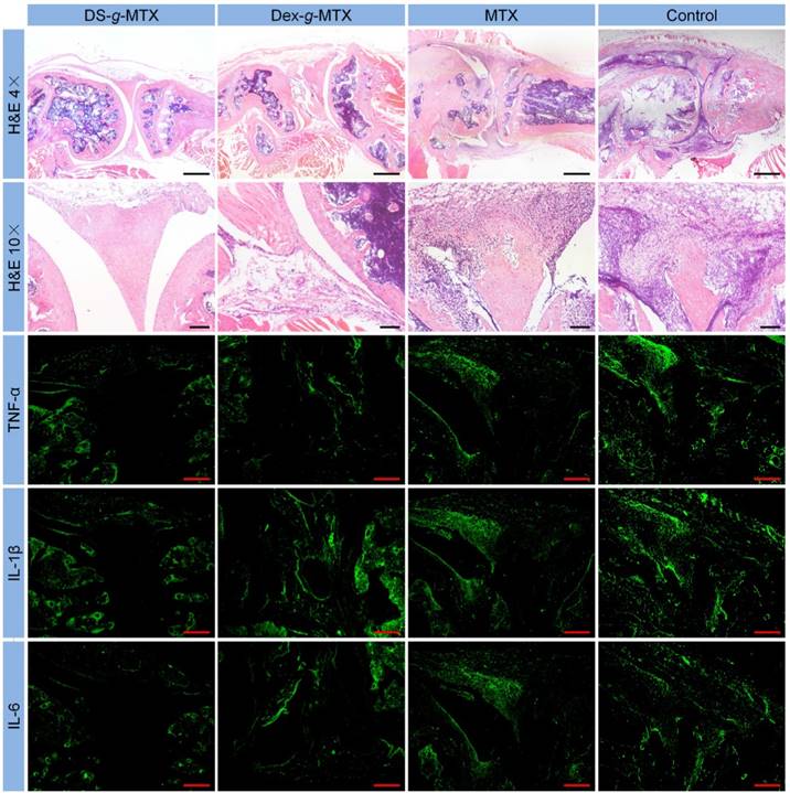 Theranostics Image