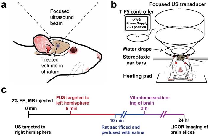 Theranostics Image