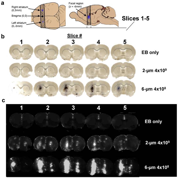 Theranostics Image