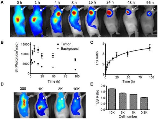 Theranostics Image