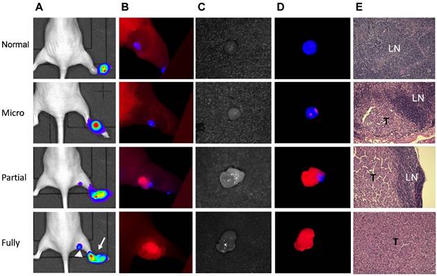 Theranostics Image