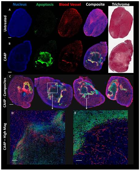 Theranostics Image