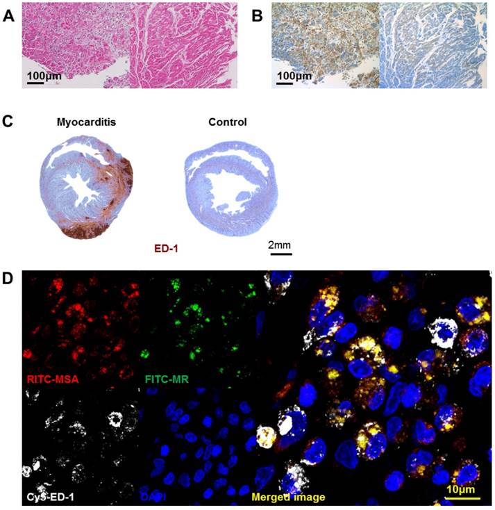 Theranostics Image