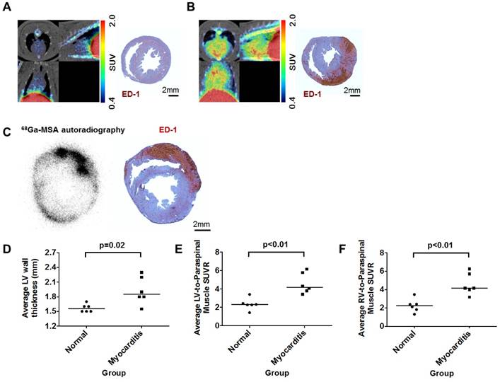 Theranostics Image