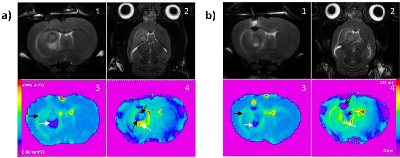 Theranostics Image