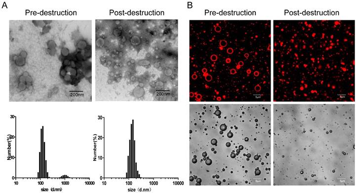 Theranostics Image