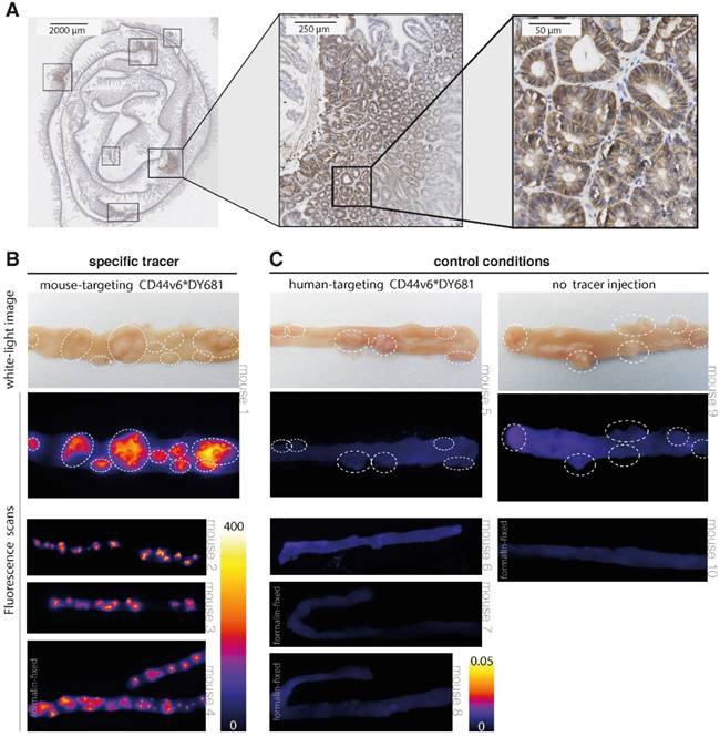 Theranostics Image