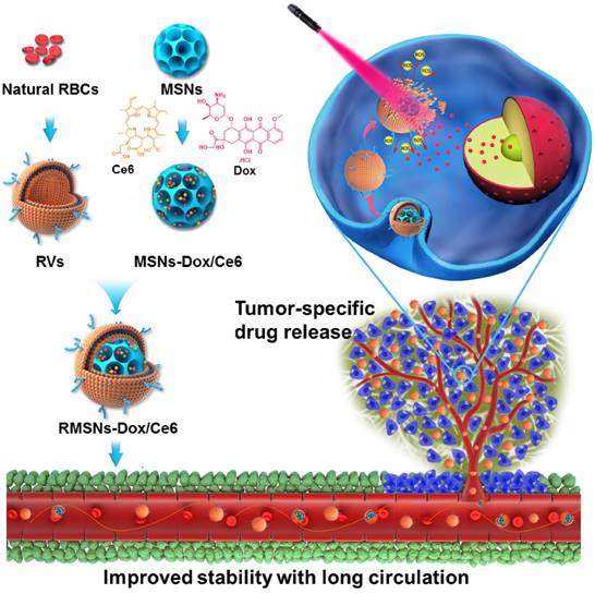 Theranostics Image