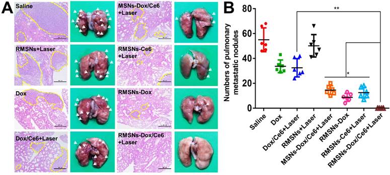 Theranostics Image