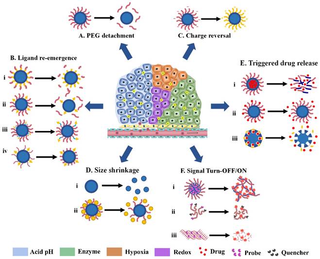 Theranostics Image