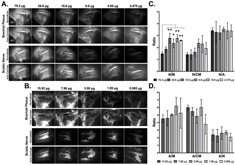 Theranostics Image