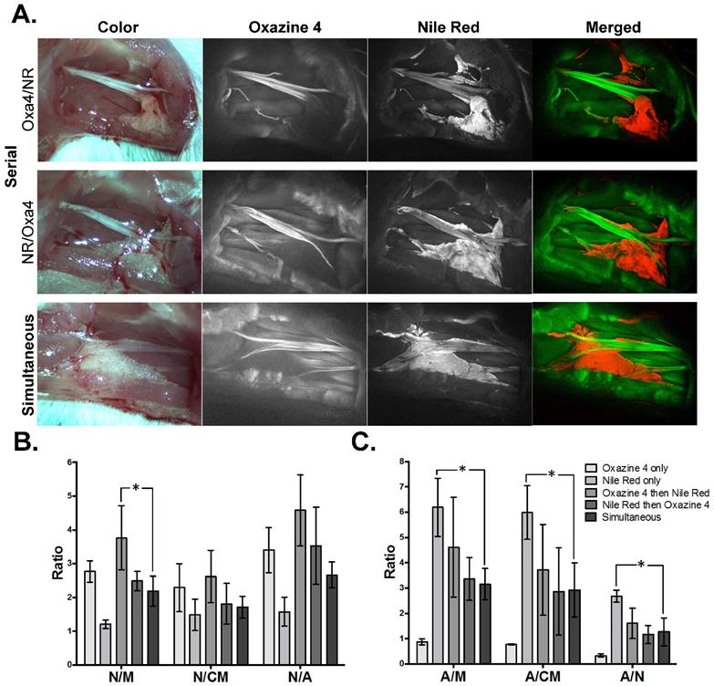 Theranostics Image