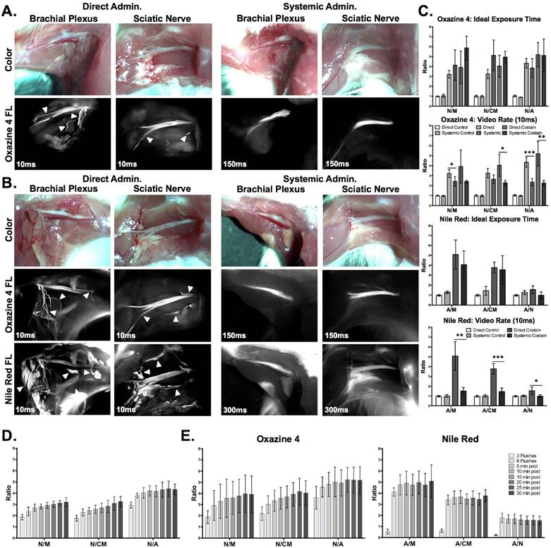 Theranostics Image