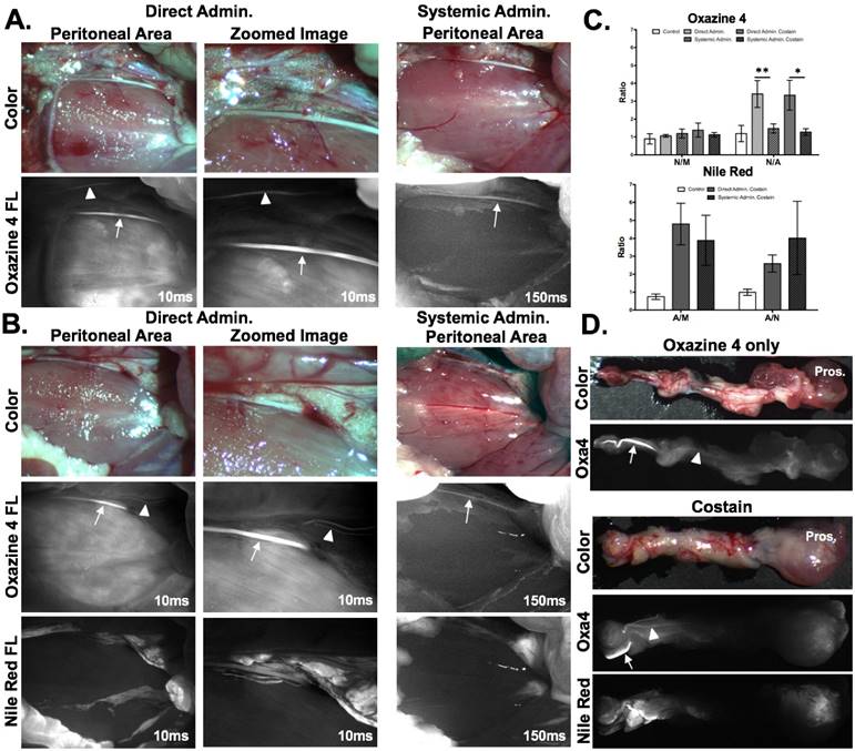 Theranostics Image