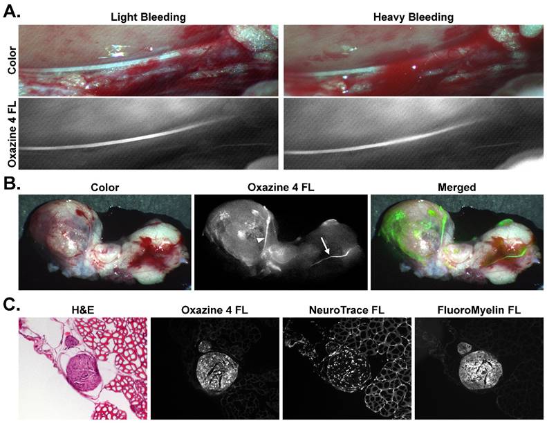 Theranostics Image