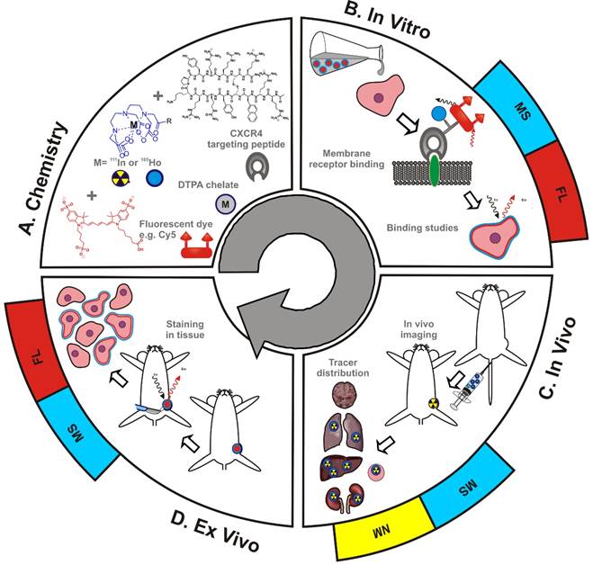 Theranostics Image