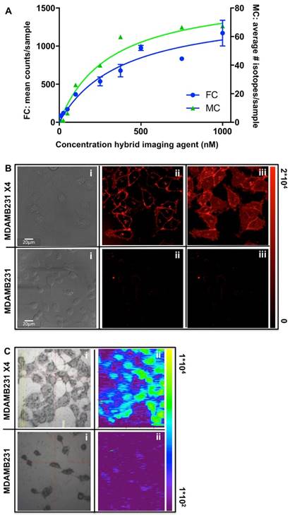 Theranostics Image