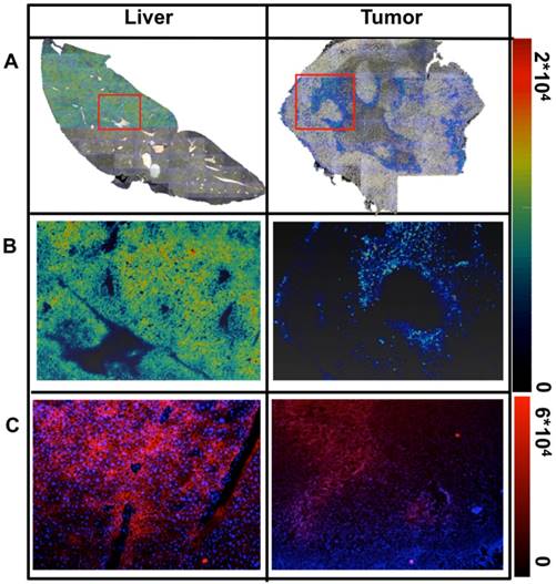 Theranostics Image