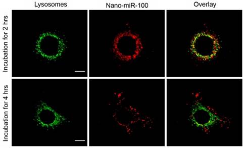 Theranostics Image