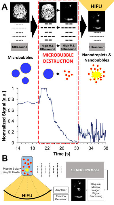 Theranostics Image